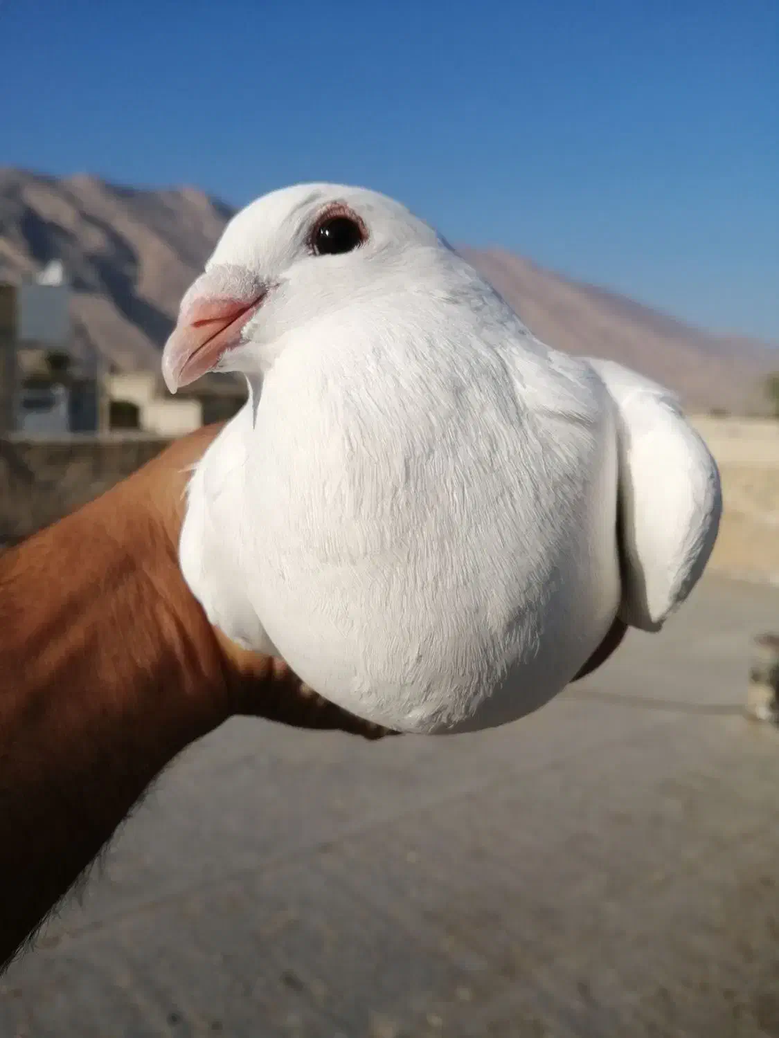 کبوتر پلاکی ماده|پرنده|کازرون, |دیوار