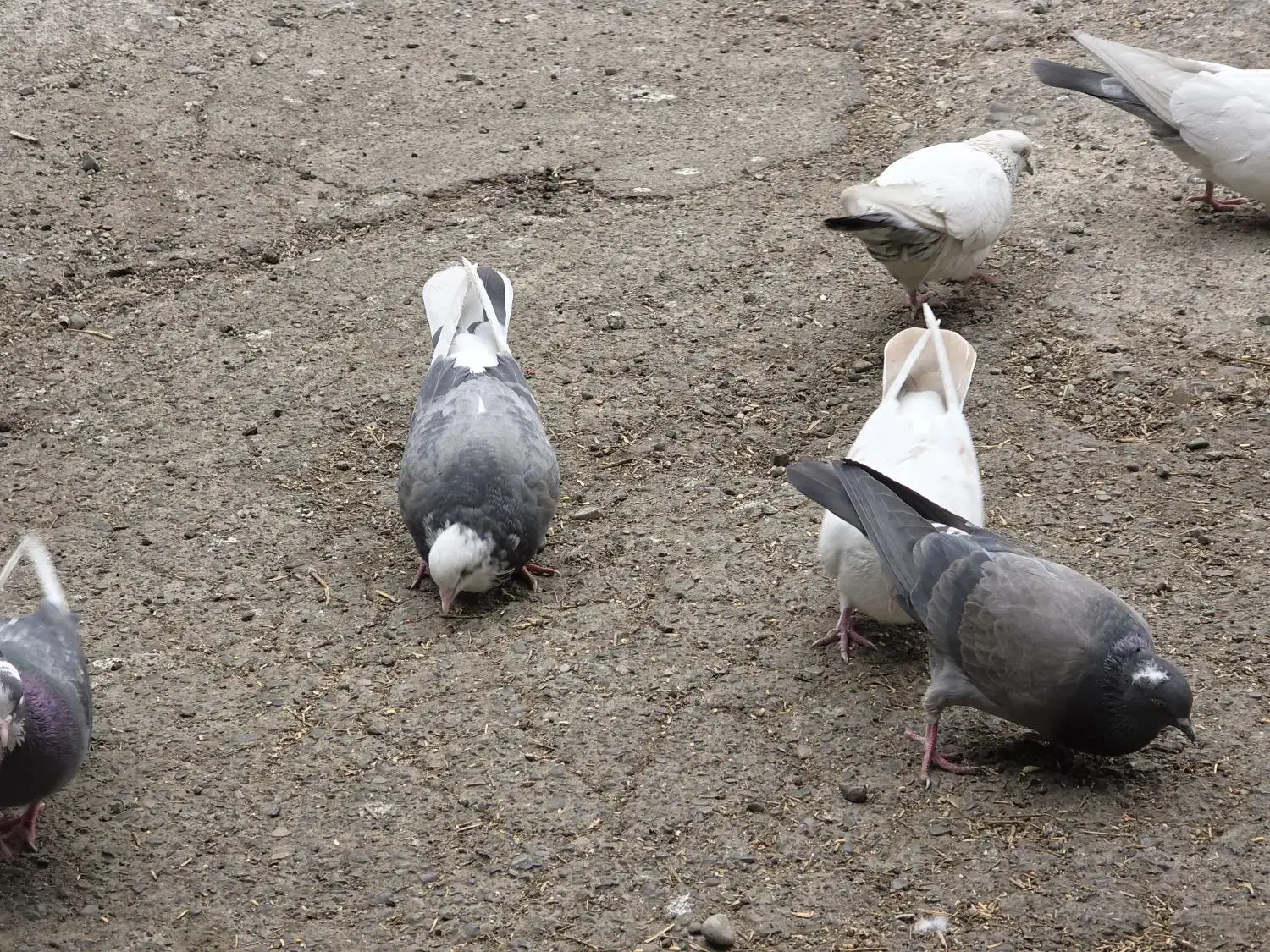 کفتر ،کبوتر پرشی|پرنده|فردیس, کوی نور|دیوار