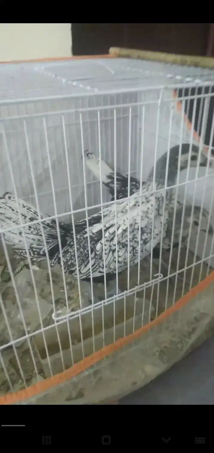 مینیاتوری مرغ و خروس|حیوانات مزرعه|کاشمر, |دیوار