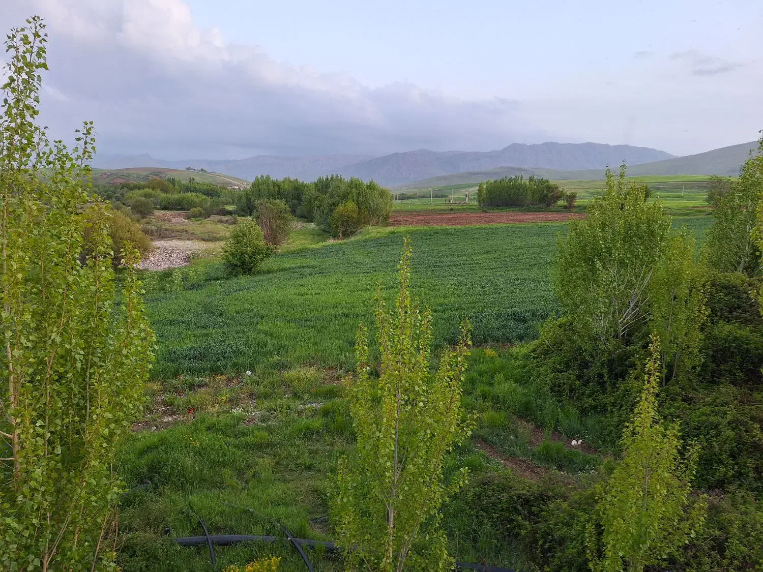 ینجه پرس شده|خدمات باغبانی و درختکاری|زاغه, |دیوار