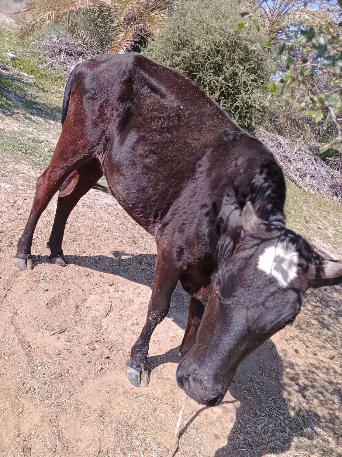 گاو ماده|حیوانات مزرعه|رودان, |دیوار