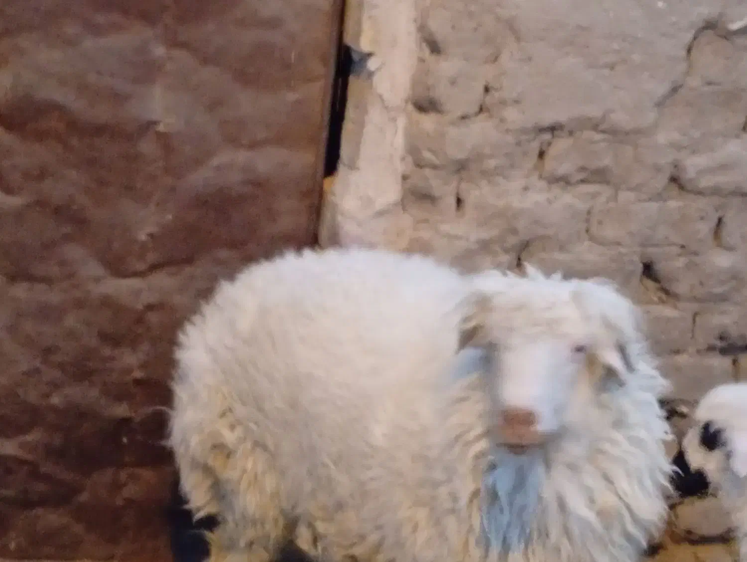 یک عدد بره نر|حیوانات مزرعه|خوسف, |دیوار