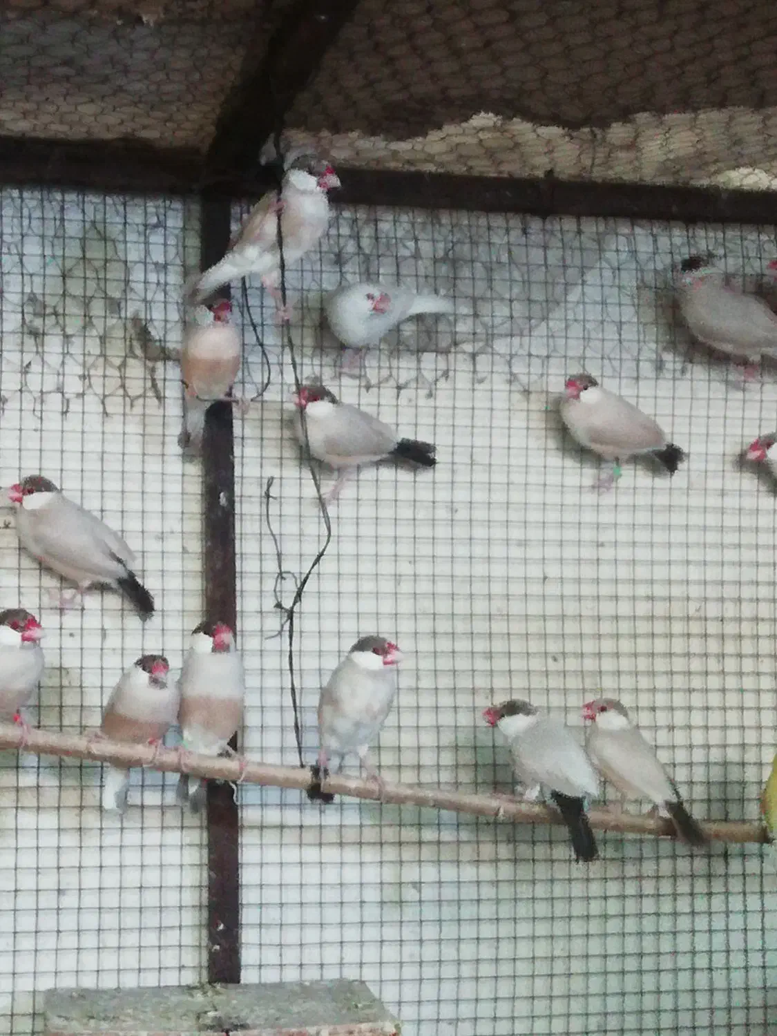 تعدادی فنچ مصری کرم رنگ|پرنده|برازجان, |دیوار