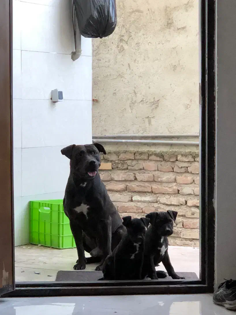 واگذاری توله پیتبول|سگ|قائمشهر, |دیوار