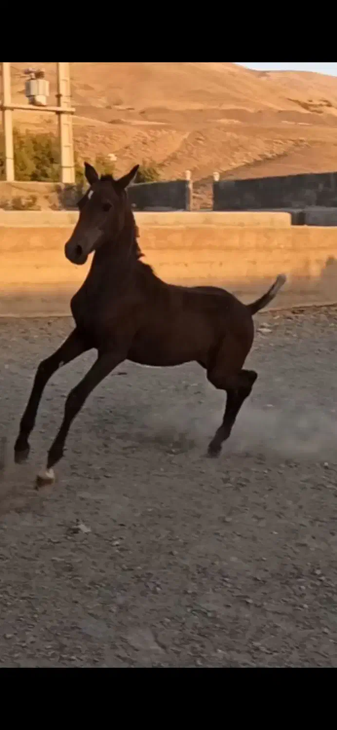 مادیان وکره کرد مدارک دار آبستن|اسب و تجهیزات اسبسواری|تهران, خرمشهر|دیوار