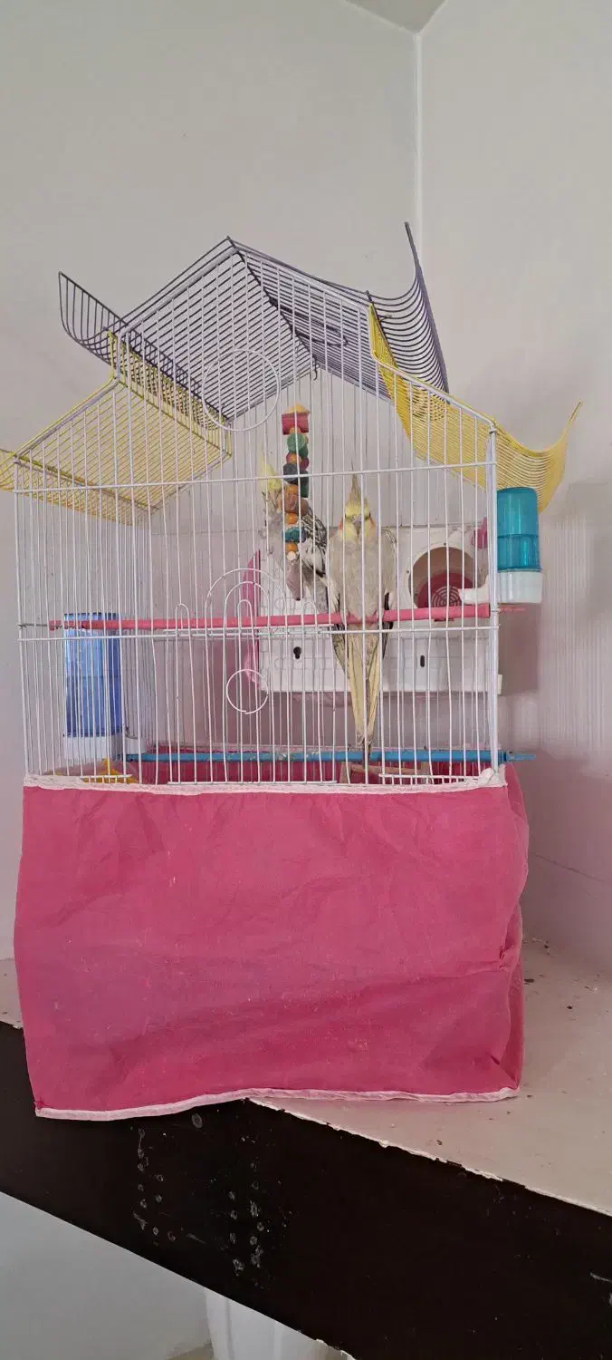 عروس هلندی|پرنده|کوهدشت, |دیوار