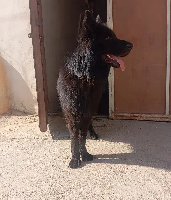 سگ ژرمن بلک خالص نَر|سگ|خرم‌آباد, |دیوار