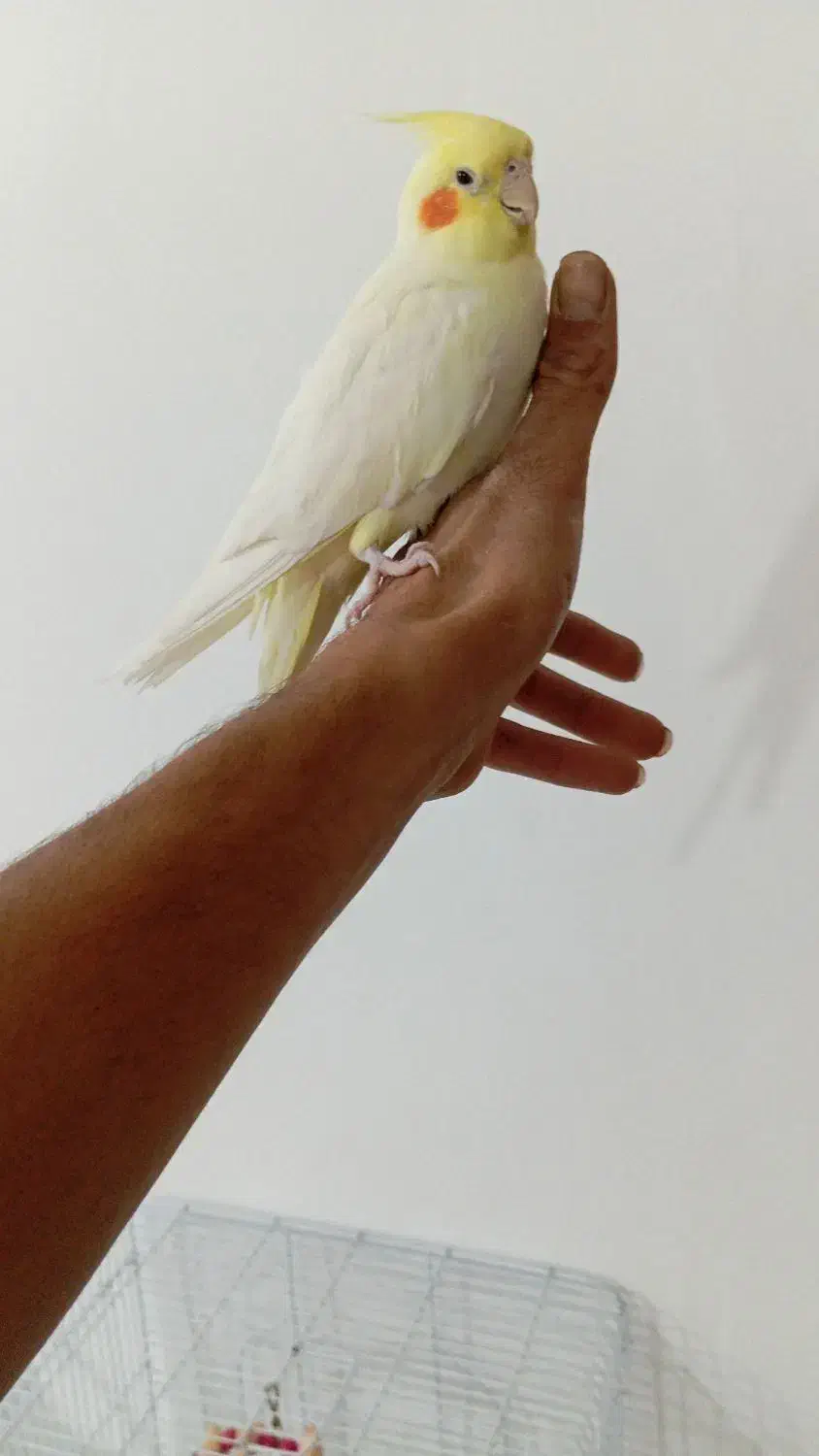 عروس هلندی رام|پرنده|سنندج, |دیوار