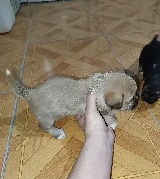 شیتزو  پیکنیز|سگ|گرگان, |دیوار