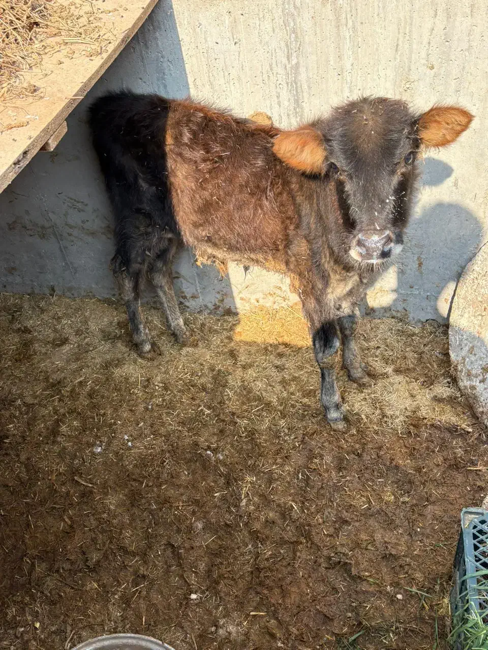 گاو نر|حیوانات مزرعه|کرخه, |دیوار