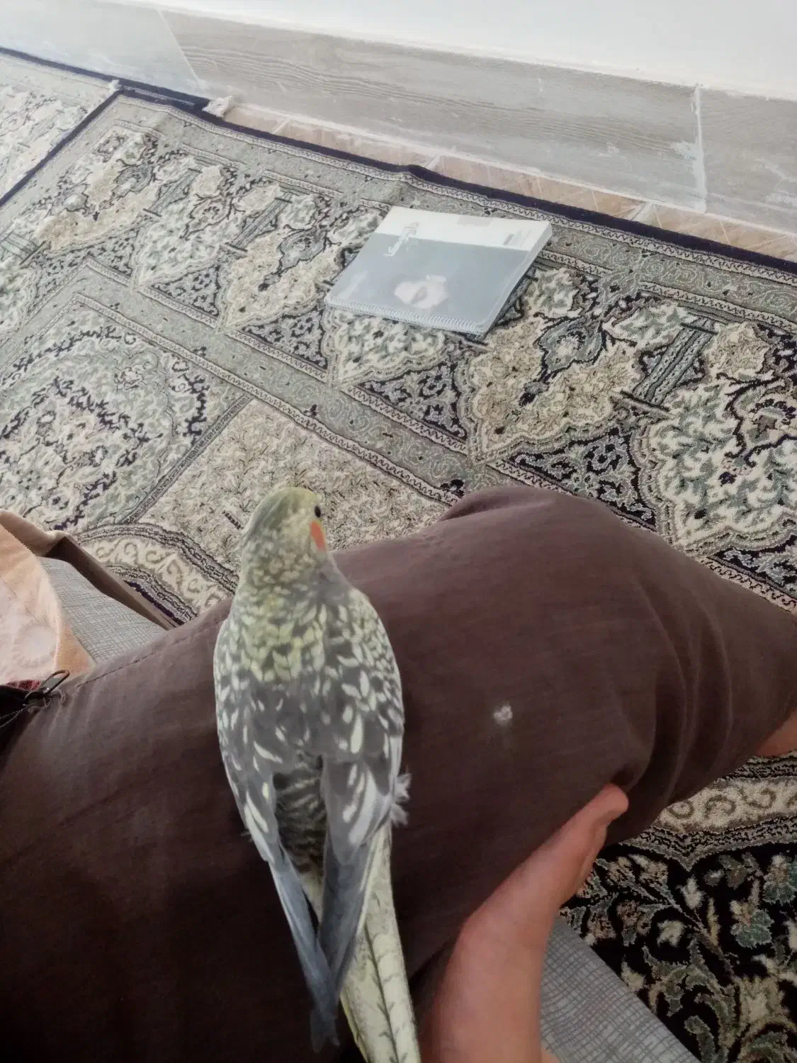 عروس هلندی فروش فوری|پرنده|اردکان, |دیوار