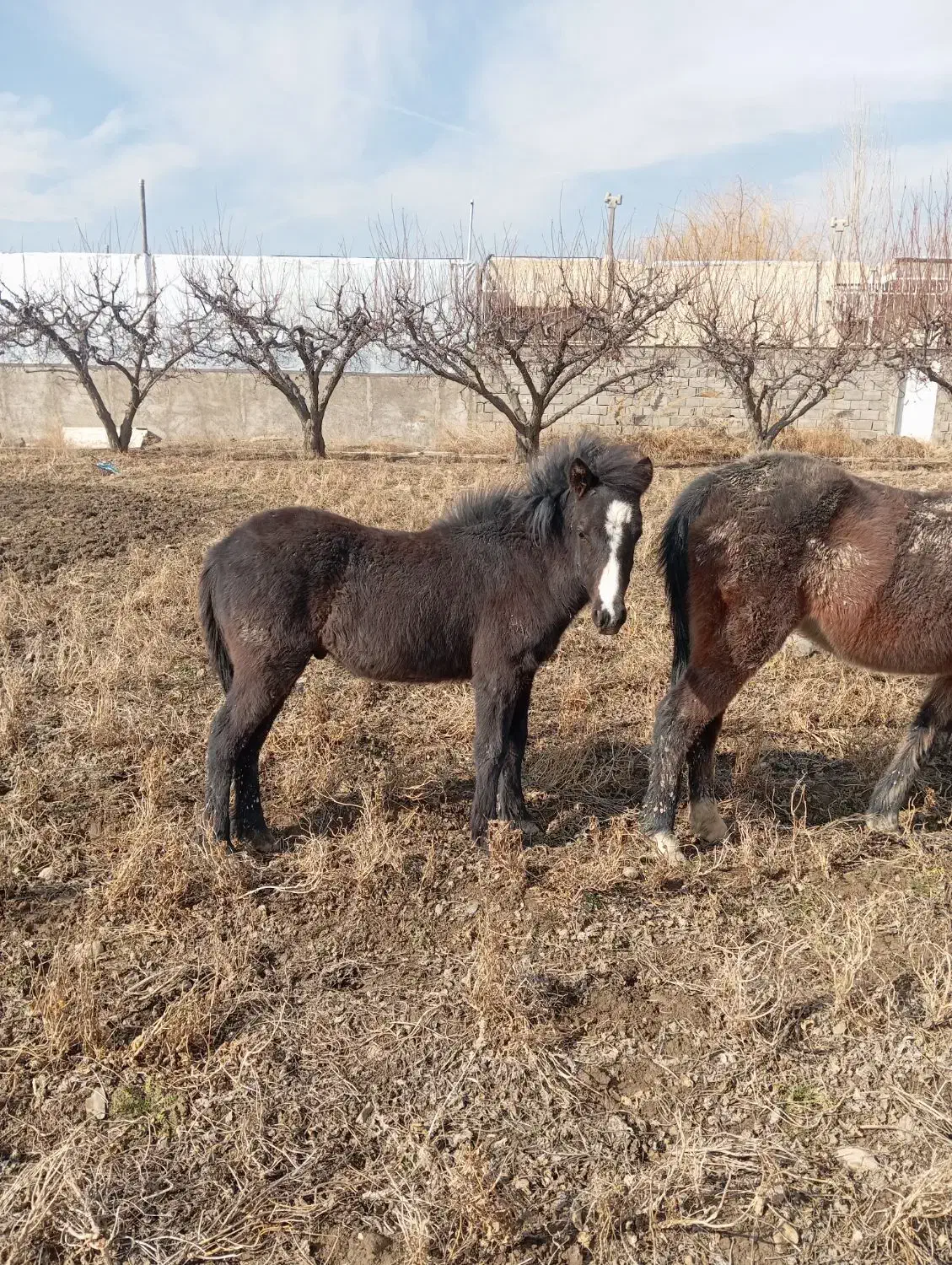 کره اسب نر|اسب و تجهیزات اسب‌سواری|هشتگرد, سعید آباد|دیوار