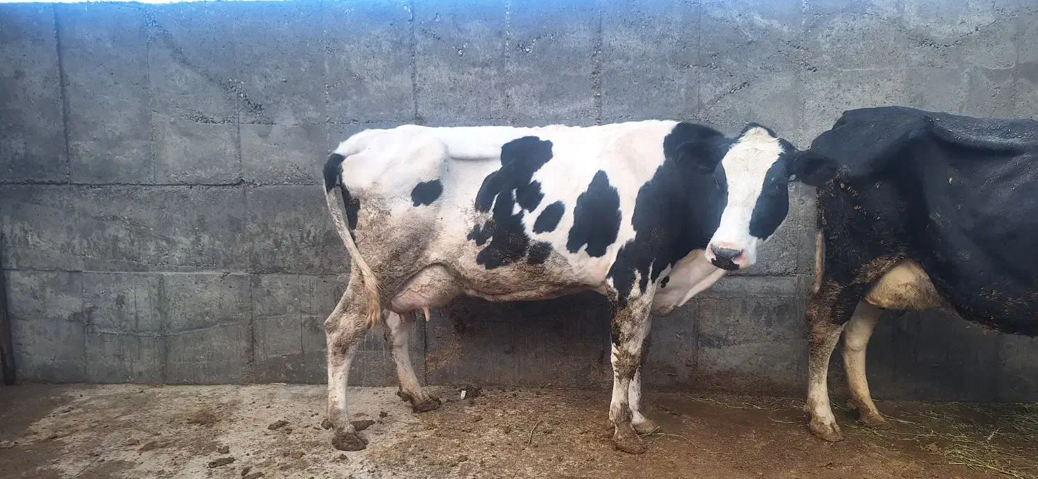 گاوشیری بانامه دکتر۲ماه کل ۲۲کیلوبه شرط شیر|حیوانات مزرعه|کوهدشت, |دیوار