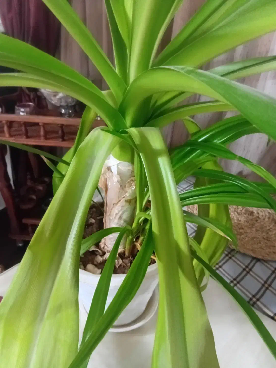 گل وگیاه|گل و گیاه طبیعی|اصفهان, مهرآباد|دیوار