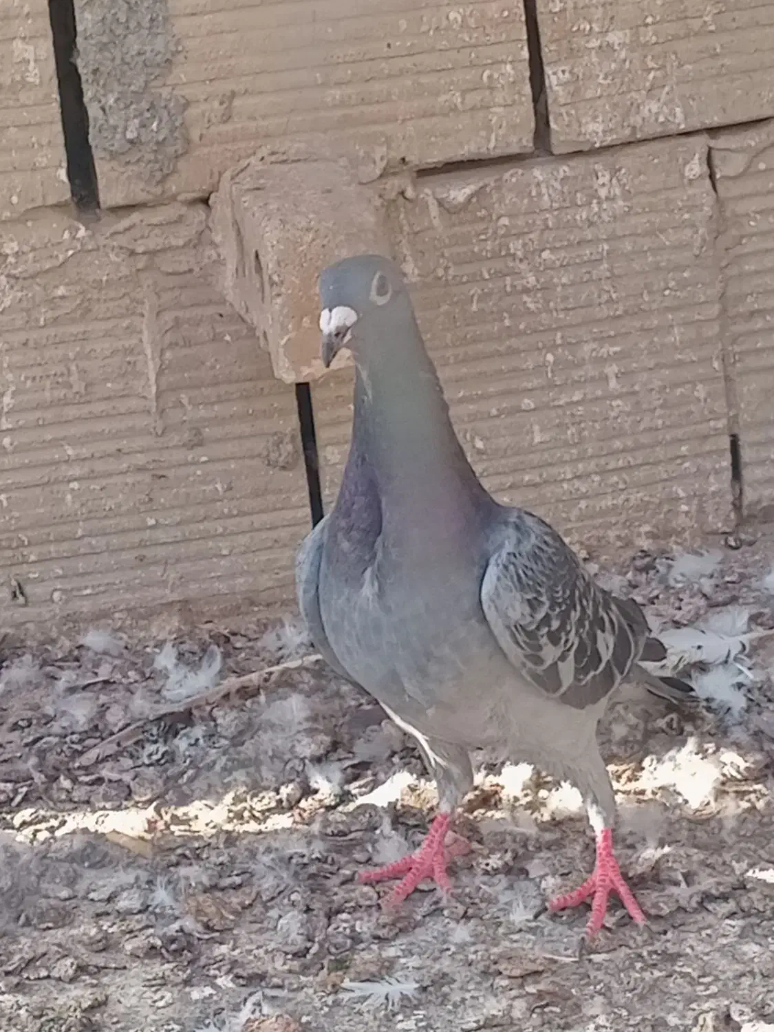 سار|پرنده|چناران, |دیوار