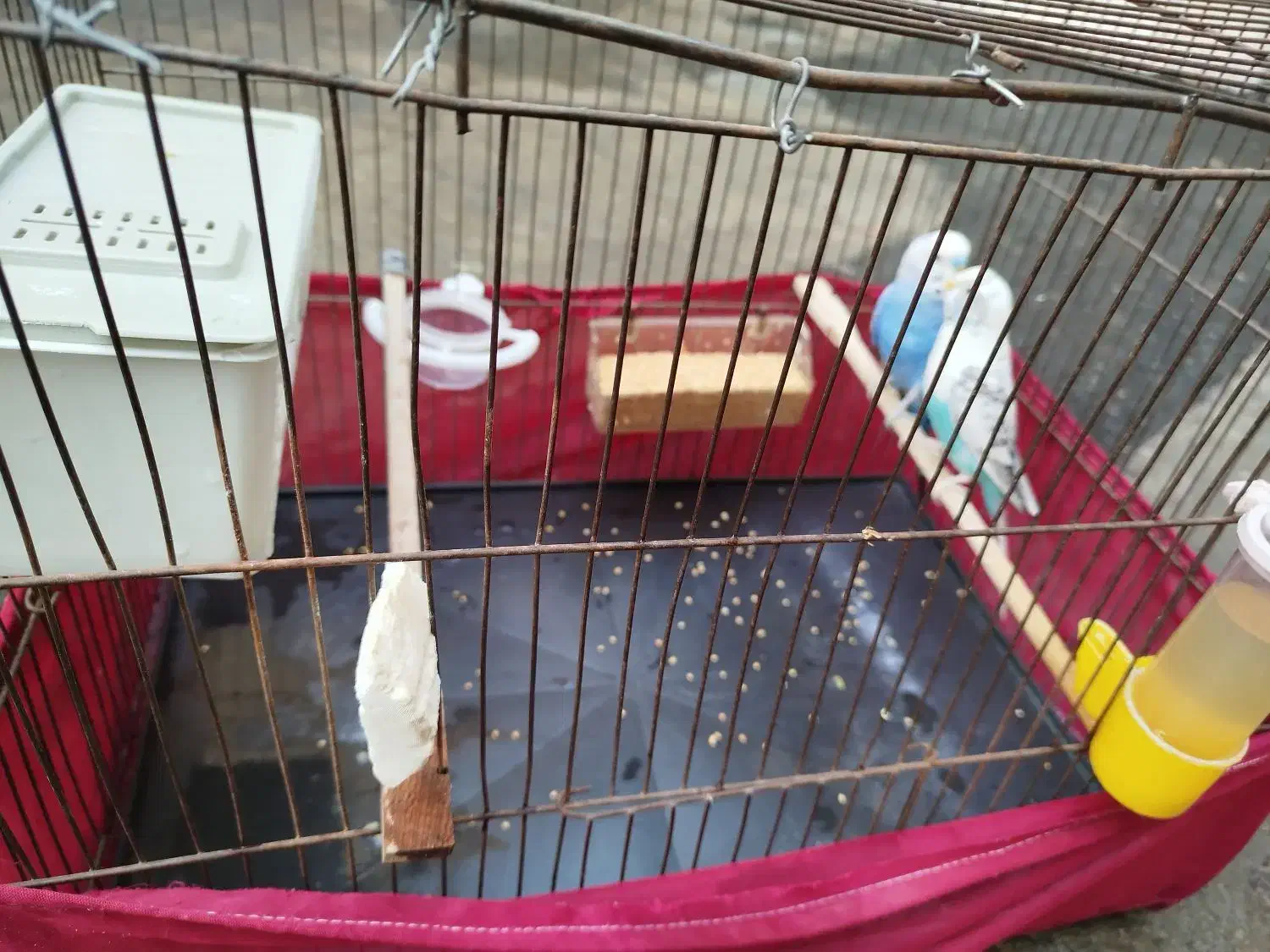 مرغ عشق جفت|پرنده|قدس, شهرقدس|دیوار