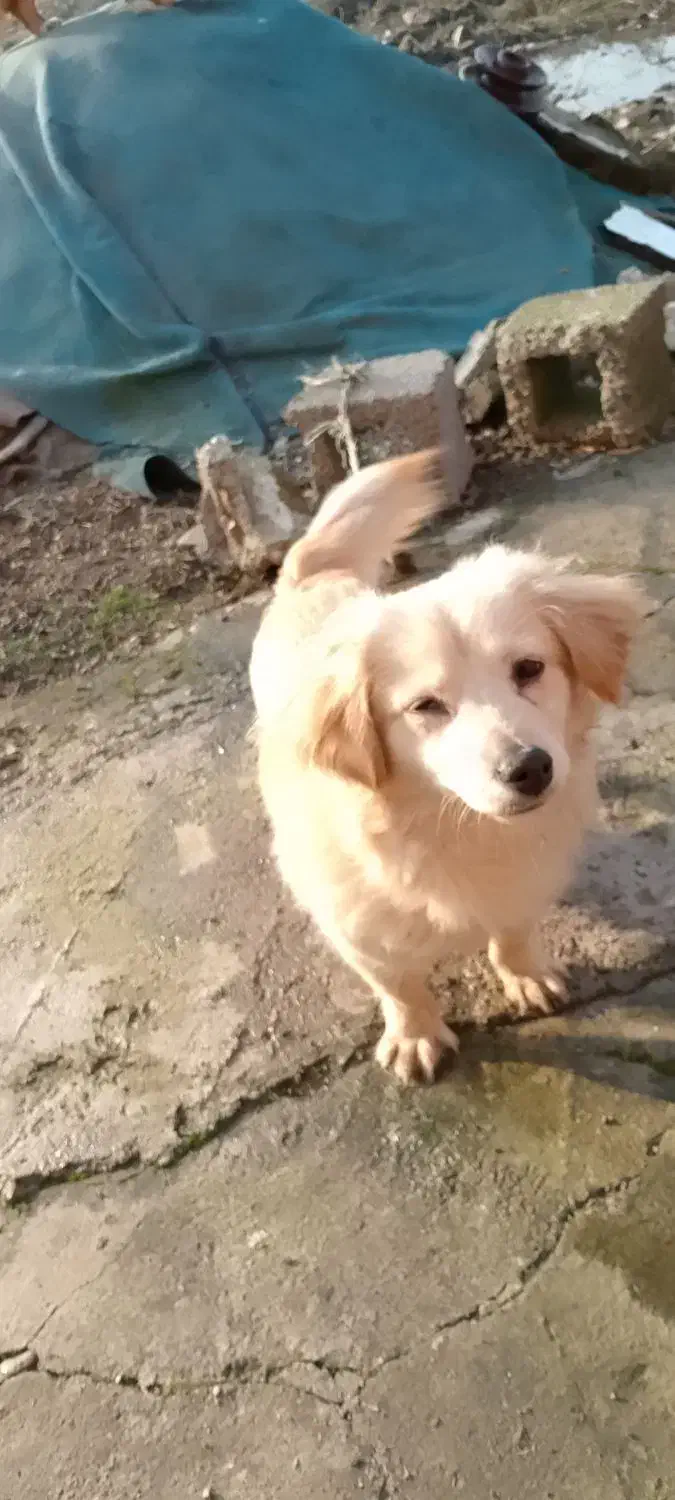 سگ ماده اشپیتز|سگ|رشت, شهرک صبا|دیوار