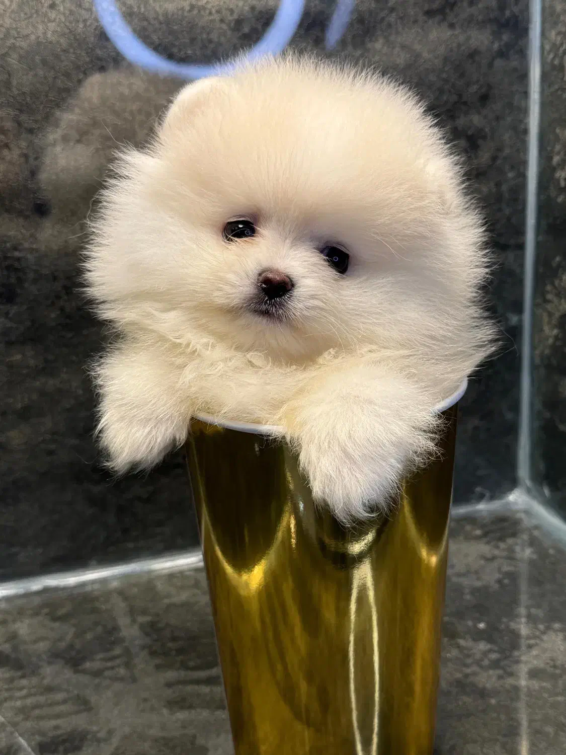 پامر،پامرانین خرسی سفید رنگ ۶۸ روزه|سگ|تهران, آسمان|دیوار