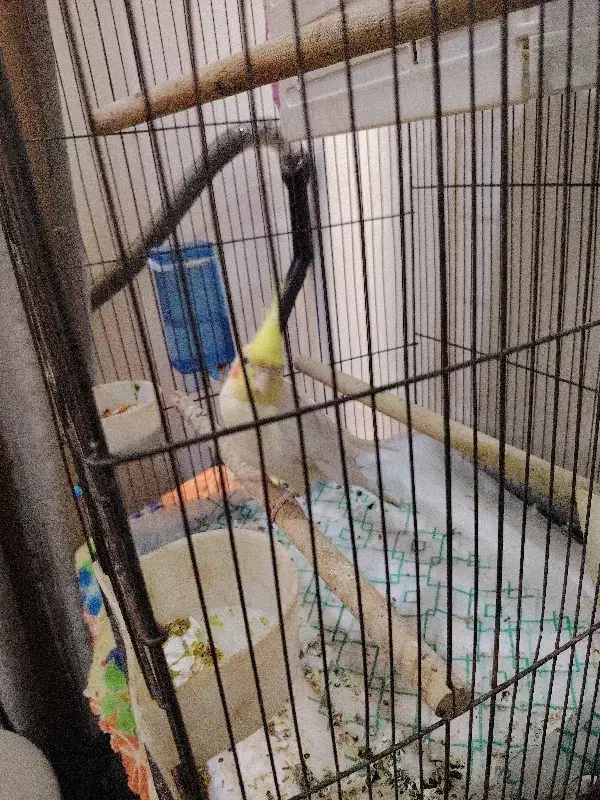 عروس هلندی|پرنده|اهواز, شهرک دانشگاه|دیوار