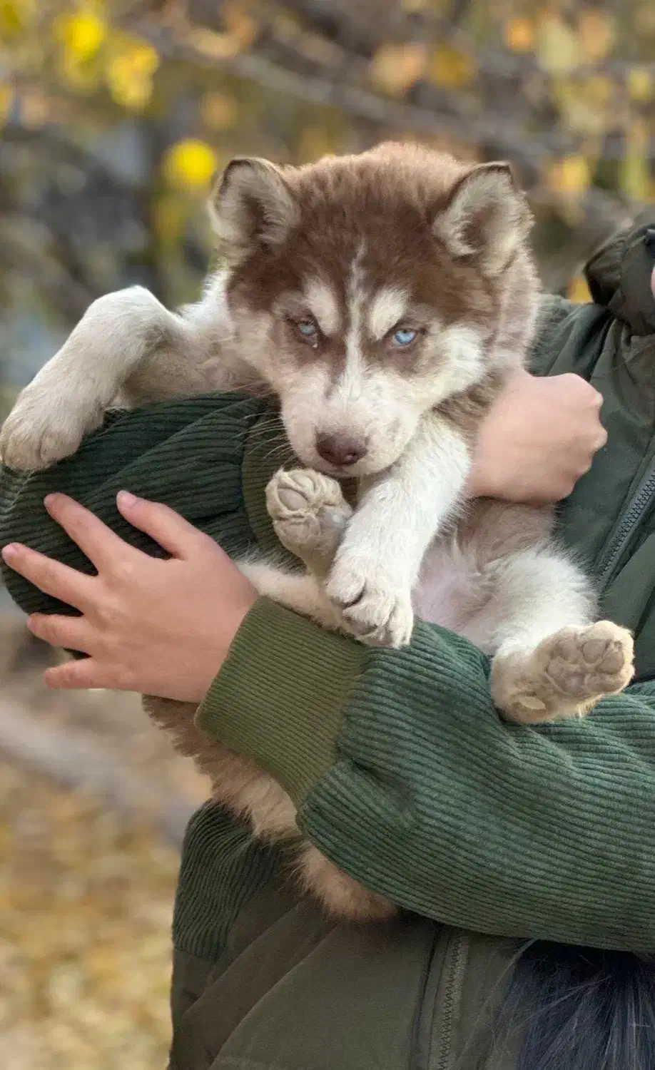 سگ هاسکی ۲ماهه به شدت مریض گمشده|حیوانات|همدان, |دیوار