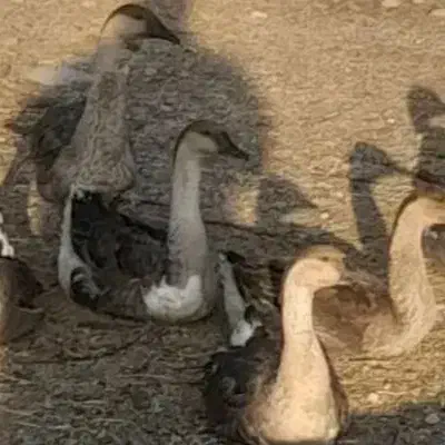 غازتخمگذار|حیوانات مزرعه|یاسوج, |دیوار