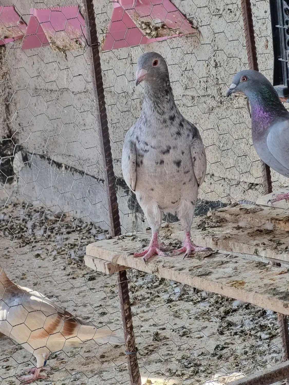 کبوتر گلی ماده جوان|پرنده|وحدتیه, |دیوار