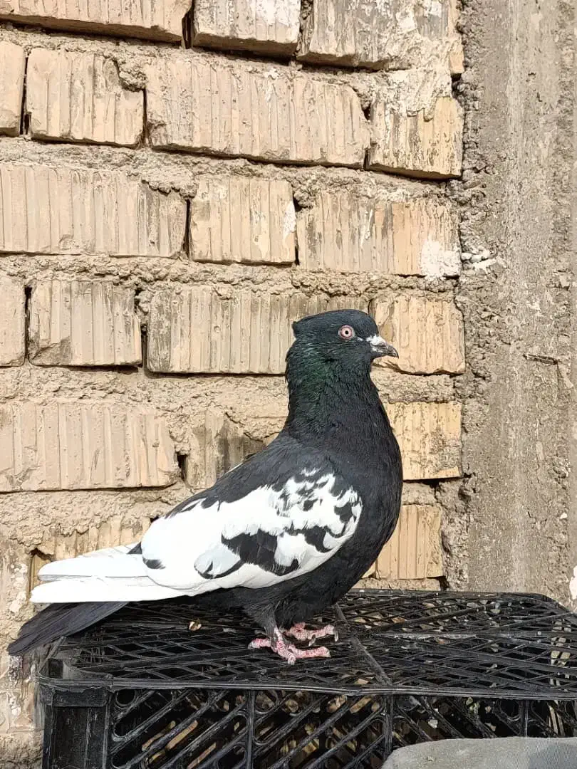 کبوتر سینه سیاه|پرنده|مرودشت, تخت جمشید|دیوار