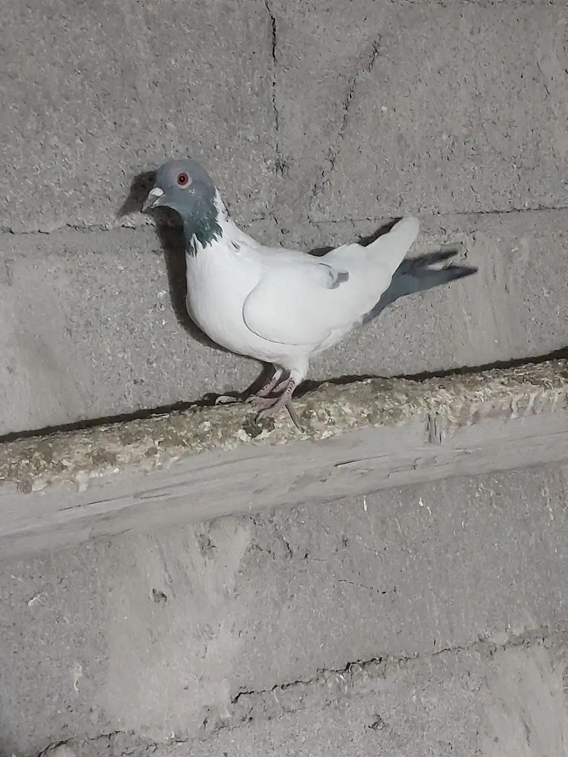 کبوتر طوقی|پرنده|اردبیل, |دیوار