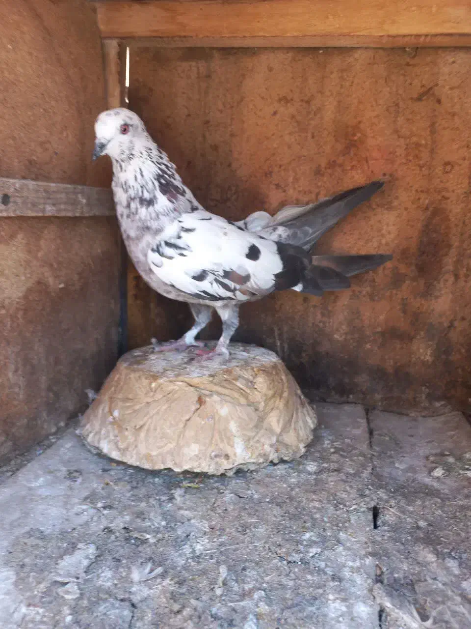 کبوتر|پرنده|قم, ولیعصر|دیوار