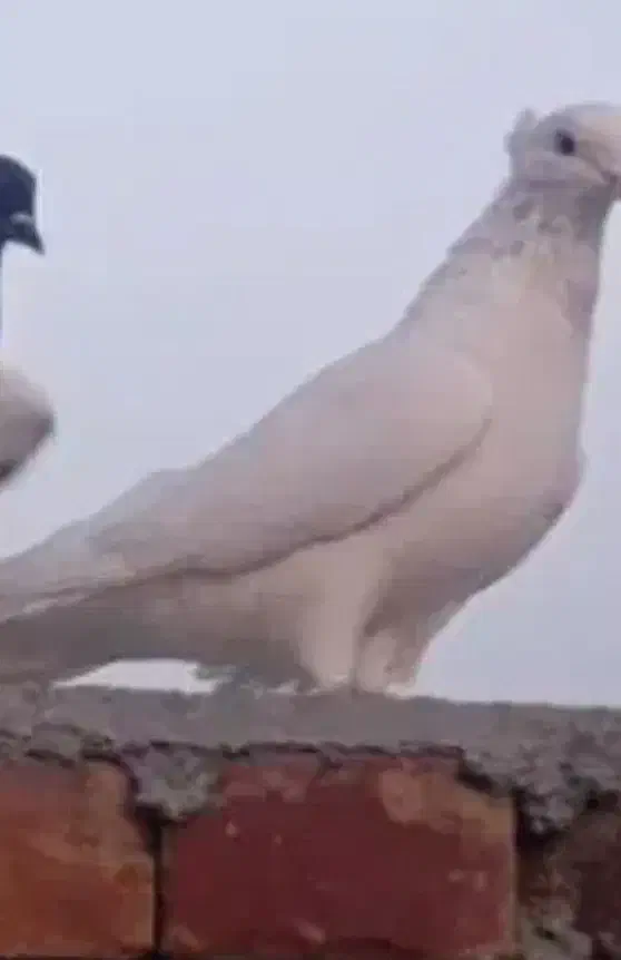 کبوتر رفتنی گمشده|حیوانات|ارومیه, |دیوار