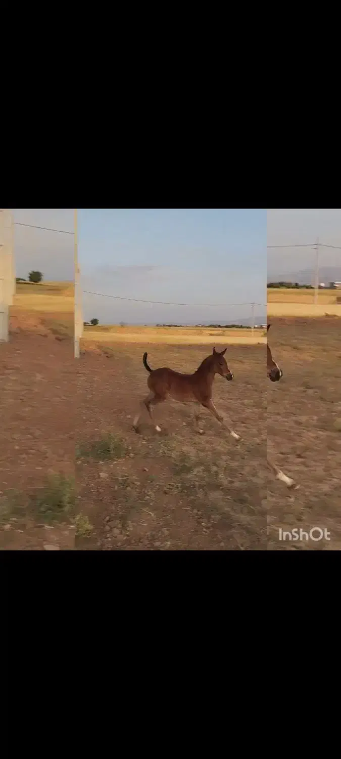 کره نریان عرب دوسر مدارک دار|اسب و تجهیزات اسب‌سواری|قیدار, |دیوار