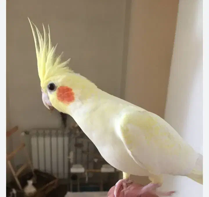 تعدادی عروس هلندی جوان و سرحال|پرنده|قم, مسجد امام حسن|دیوار