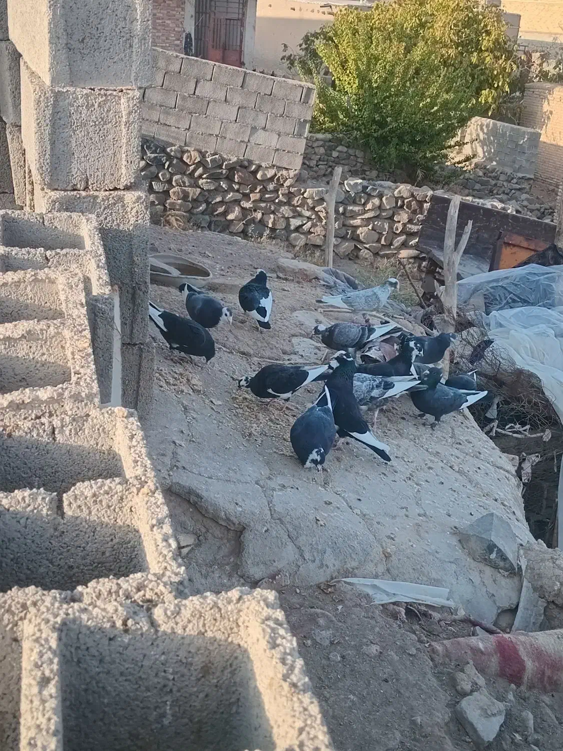 کبوتر فروشی|پرنده|رابر, |دیوار