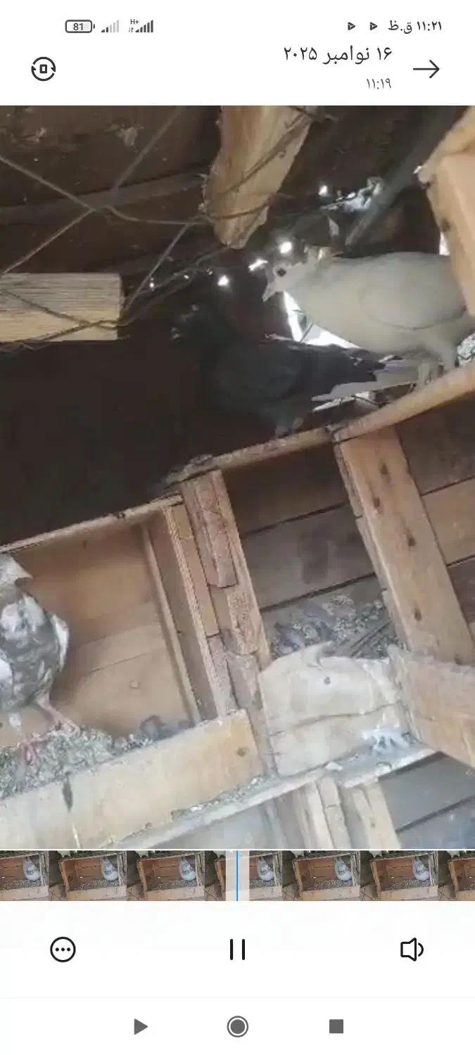 ماهشهر خیابان امام|پرنده|بندر ماهشهر, |دیوار