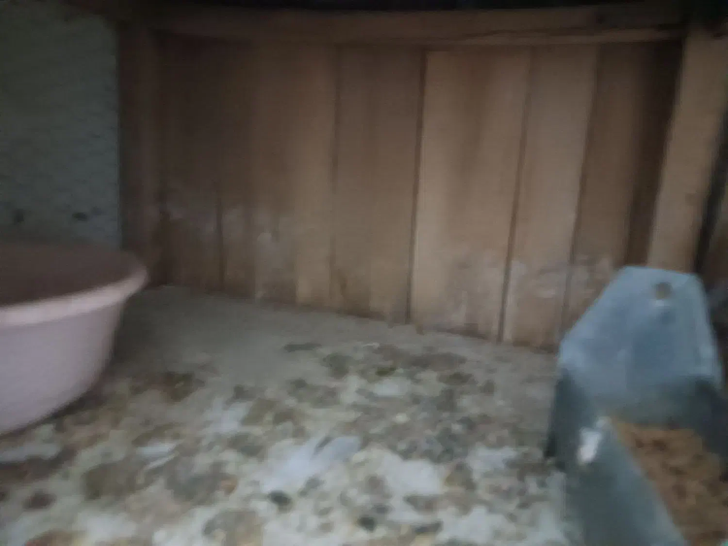 کفتر|پرنده|قم, مهر آباد|دیوار