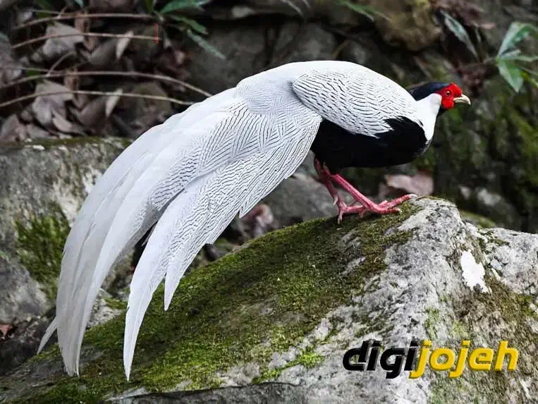 پرنده زینتی سیلور|پرنده|نوشهر, |دیوار