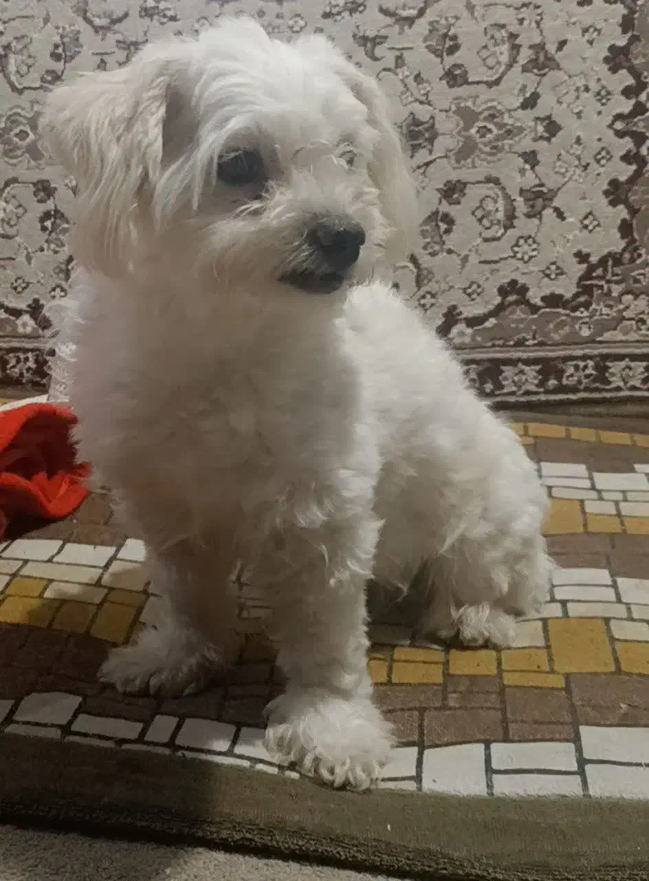 واگذاری سگ|سگ|اصفهان, بهارستان|دیوار