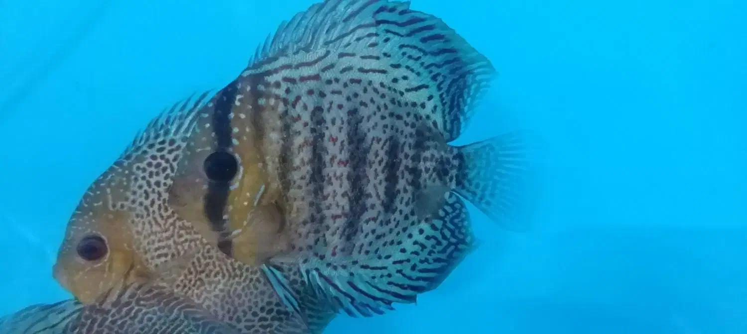 ماهی دیسکس مولد|ماهی|نیشابور, امام|دیوار