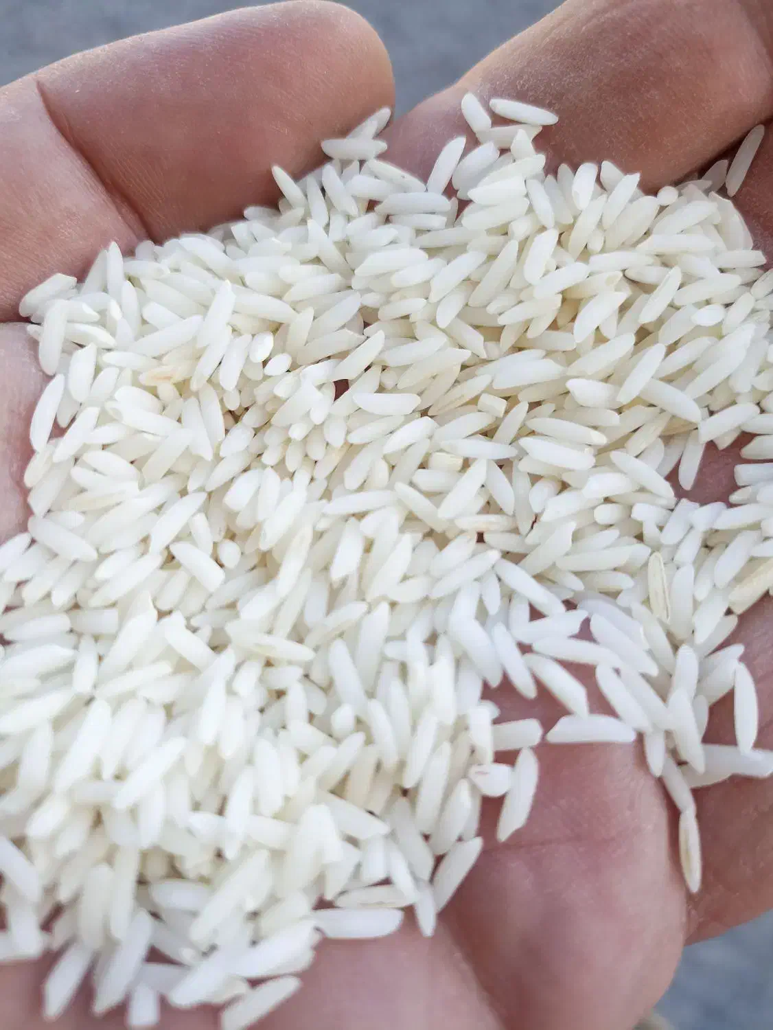 برنج هاشمی درجه یک گیلان|عمدهفروشی|خورموج, |دیوار