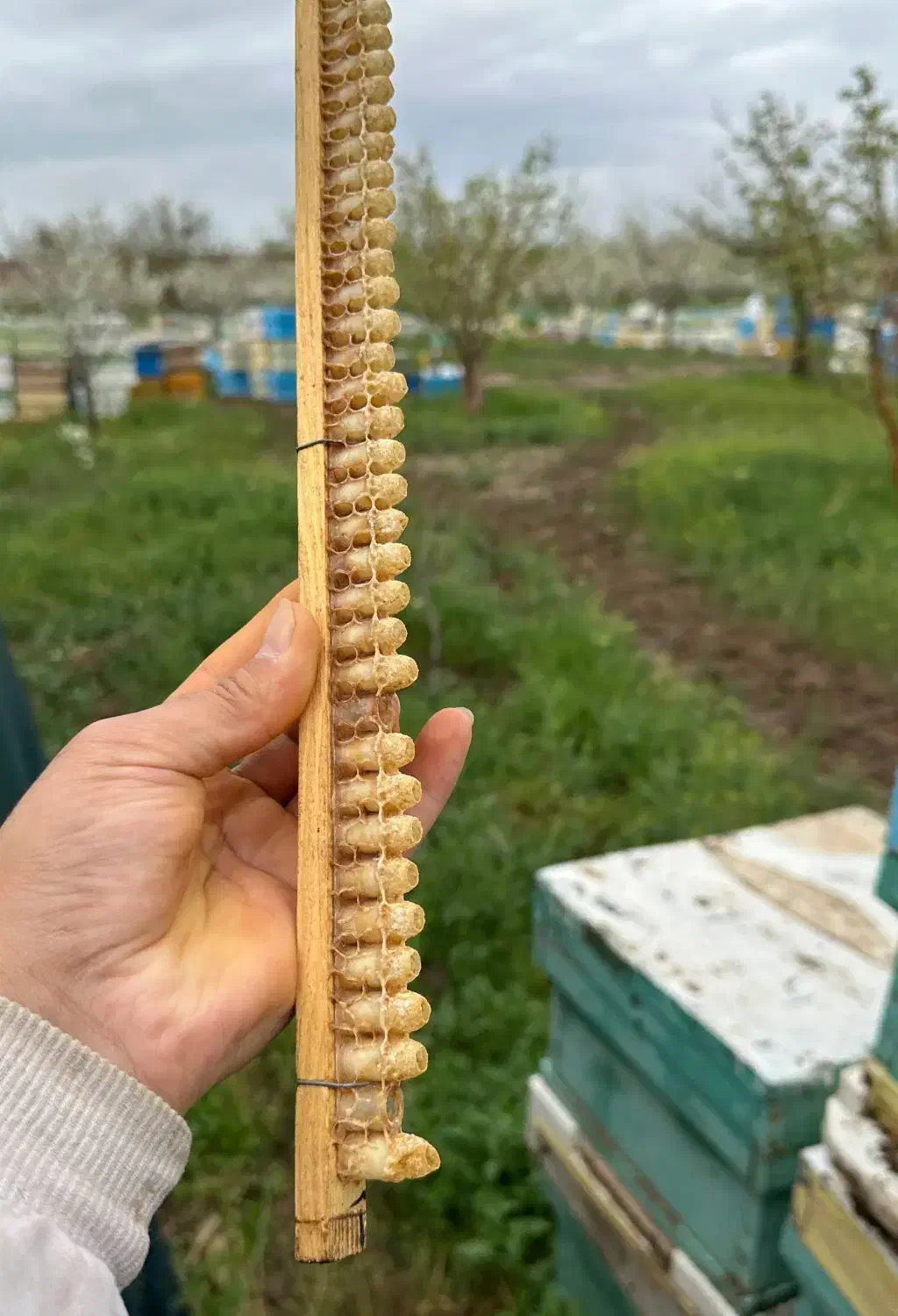 (ژل رویال درجه یک اصل) از تولید به مصرف|خوردنی و آشامیدنی|قم, چهار مردان|دیوار