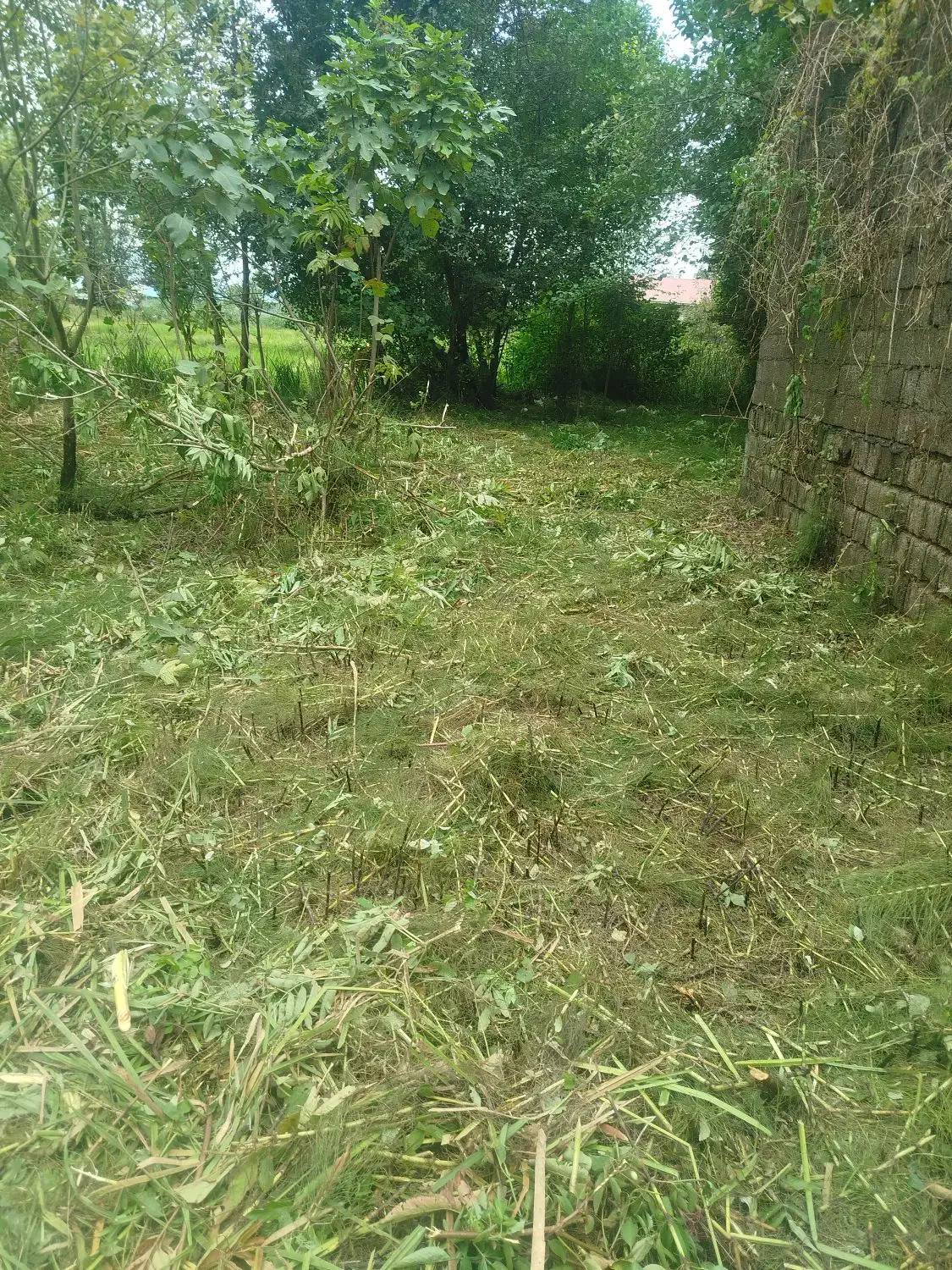 علفزنی و‌چمنزنی|خدمات باغبانی و درختکاری|کیاشهر, |دیوار