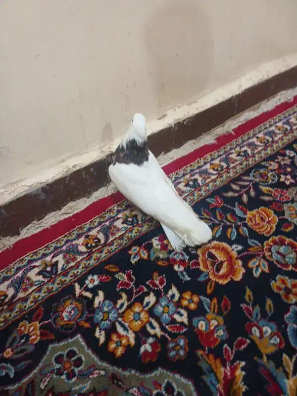 علی|حراج|شادگان, |دیوار