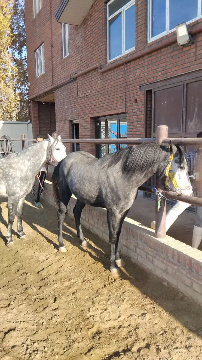 کار گر استبل|استخدام صنعتی، فنی، مهندسی|بهار, |دیوار