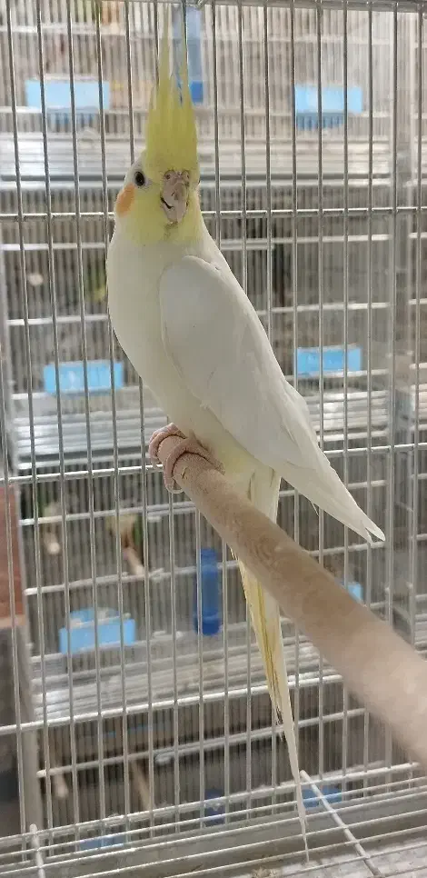 عروس هلندی مولد با جوجه|پرنده|فولادشهر, A2|دیوار