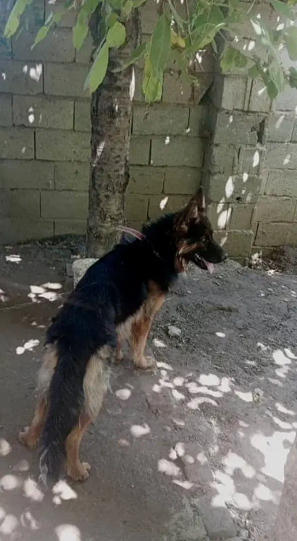 سگ ژرمن شپرد|سگ|اردبیل, |دیوار