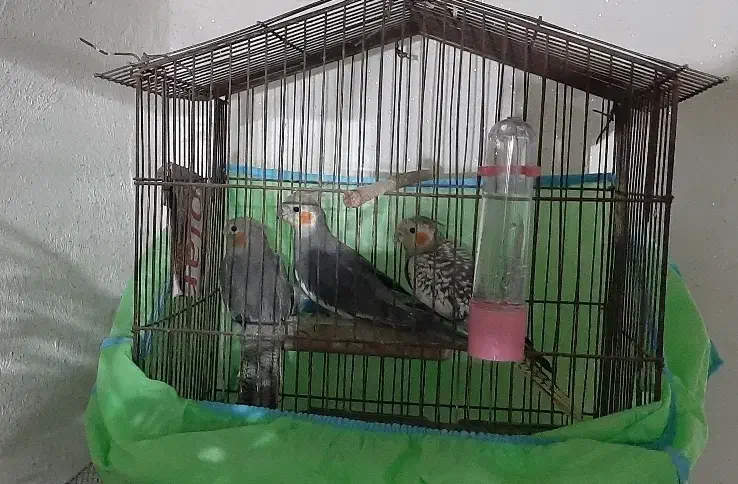 جفت عروس هلندی، و سه عروس هلندی جوان|پرنده|سیاهکل, |دیوار