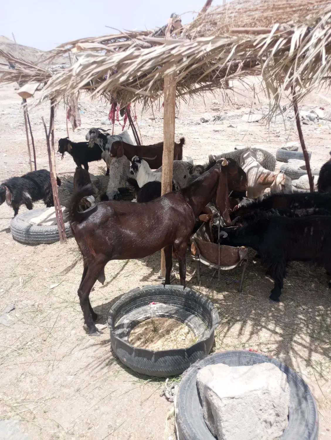 بز دراز گوش|حیوانات مزرعه|سراوان, |دیوار