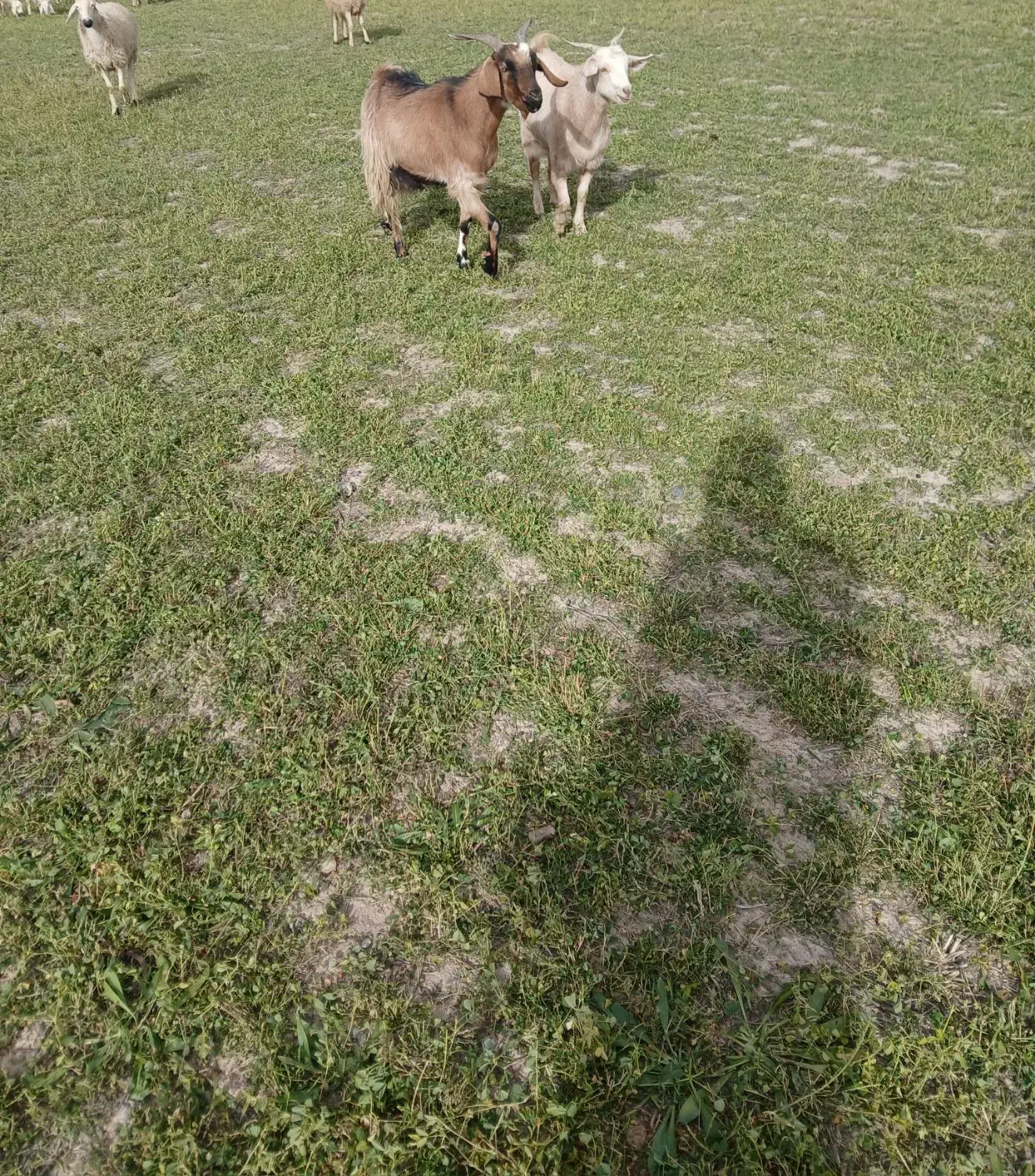 گوسفند|حیوانات مزرعه|بردسیر, |دیوار