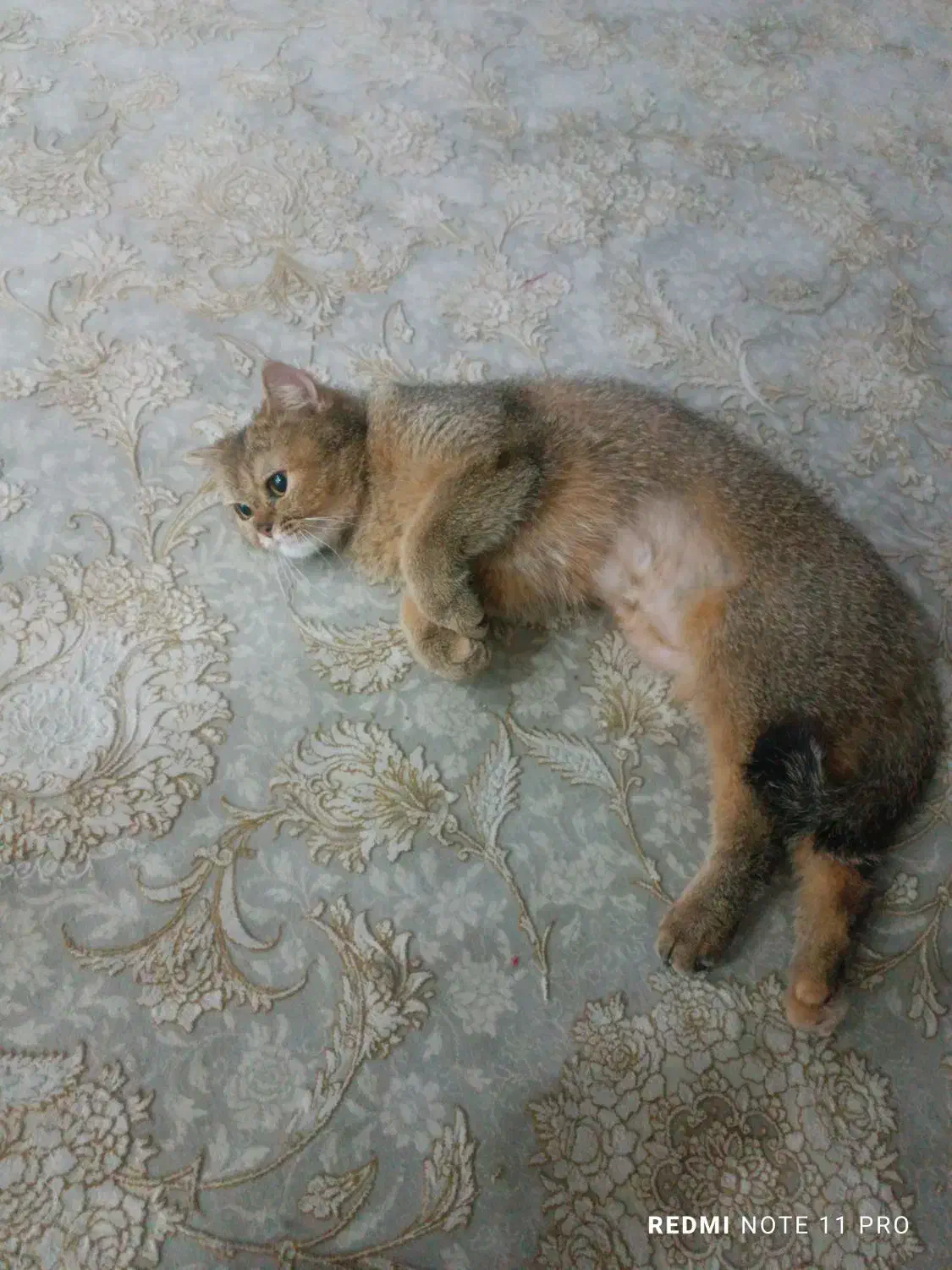 گربه پریتیش|گربه|پردیس, فاز ۸|دیوار