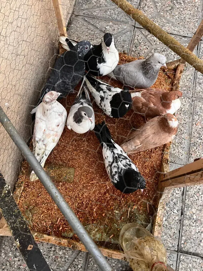 کفتر|پرنده|مشهد, مقدم|دیوار